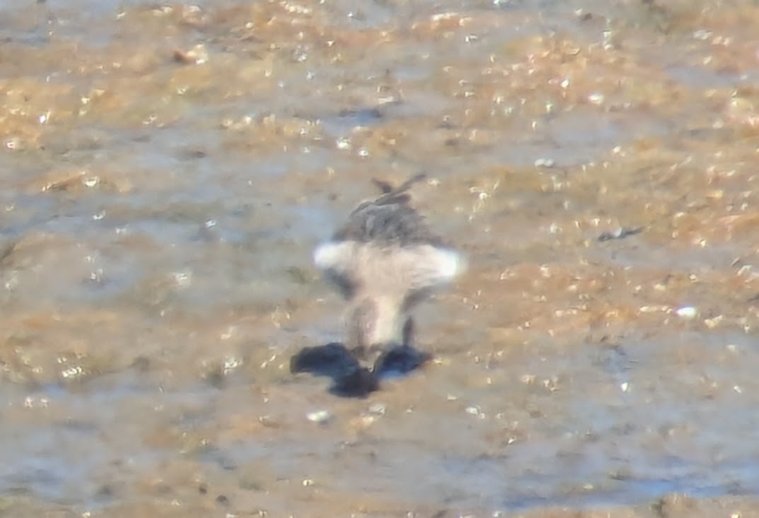 Baird's Sandpiper - ML623294205