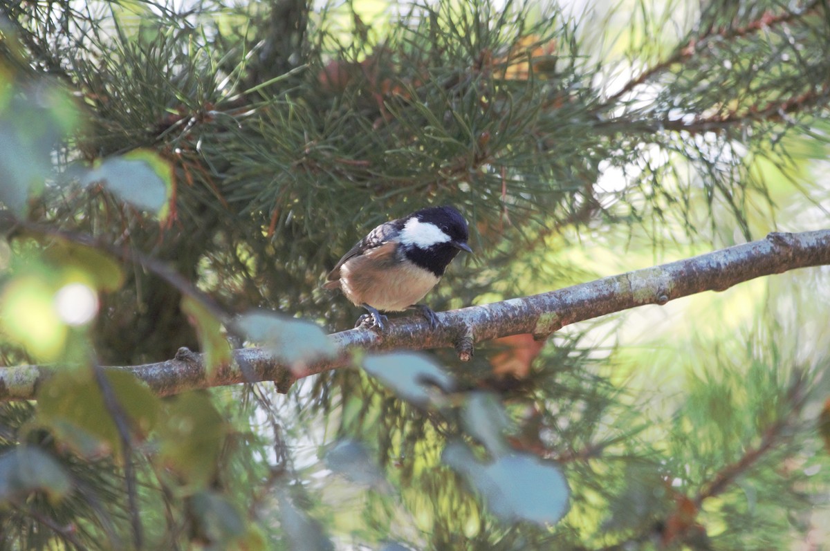 Coal Tit - ML623294212