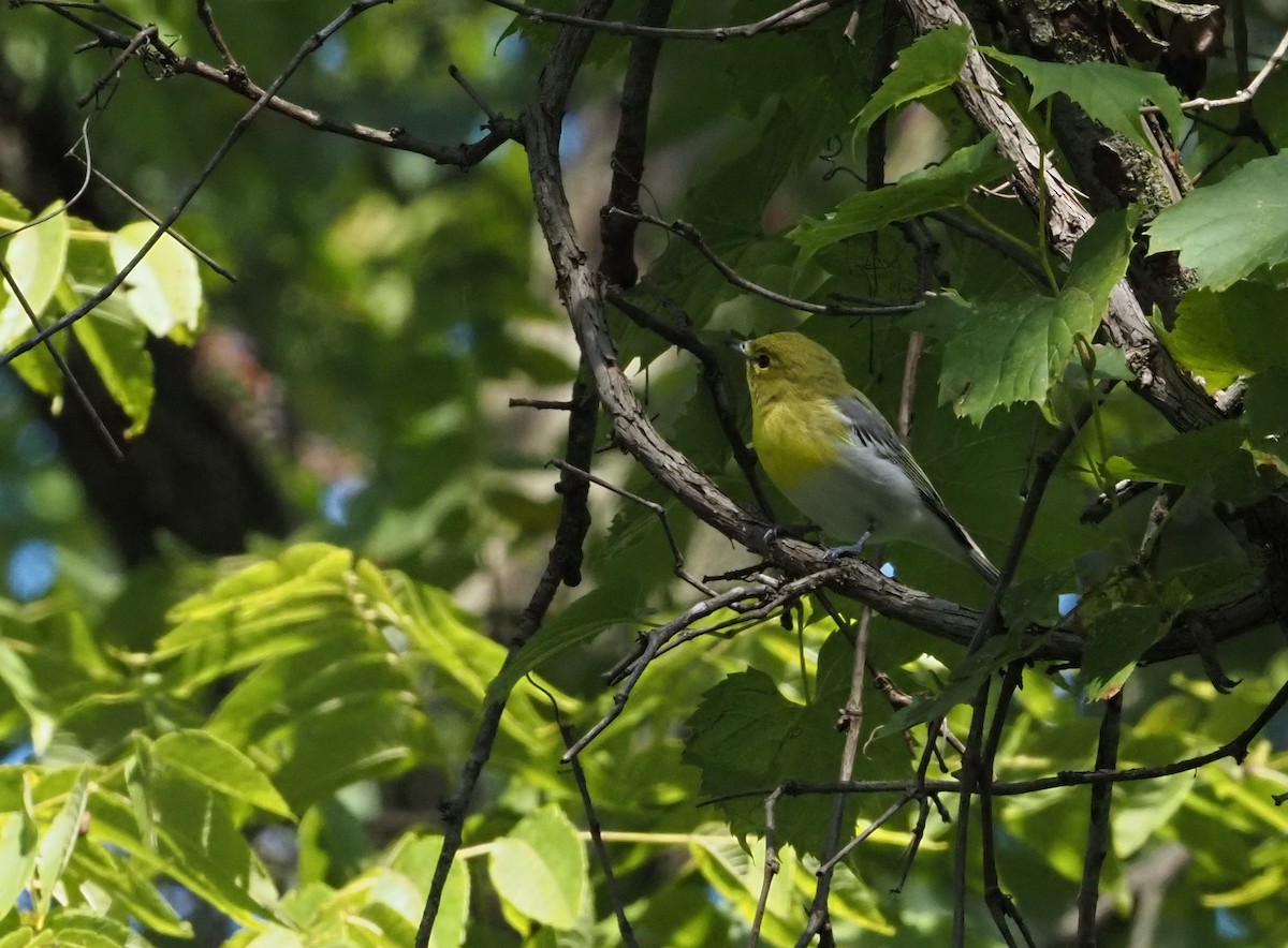 Yellow-throated Vireo - ML623294213