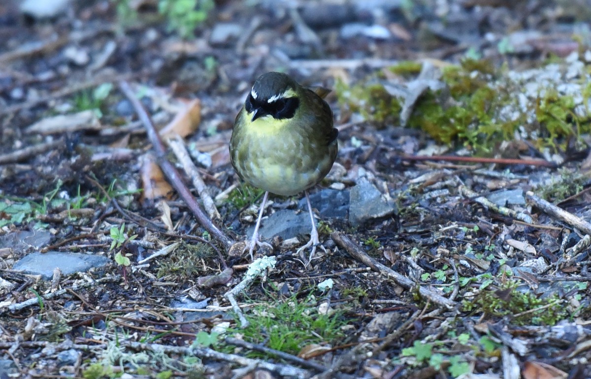 Yellow-throated Scrubwren - Laurence Green