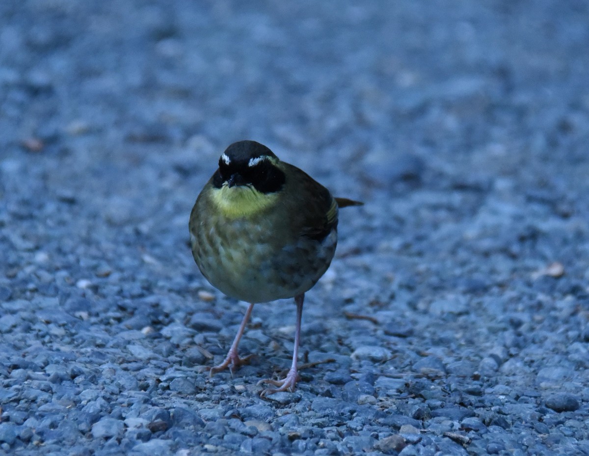 Yellow-throated Scrubwren - ML623294293