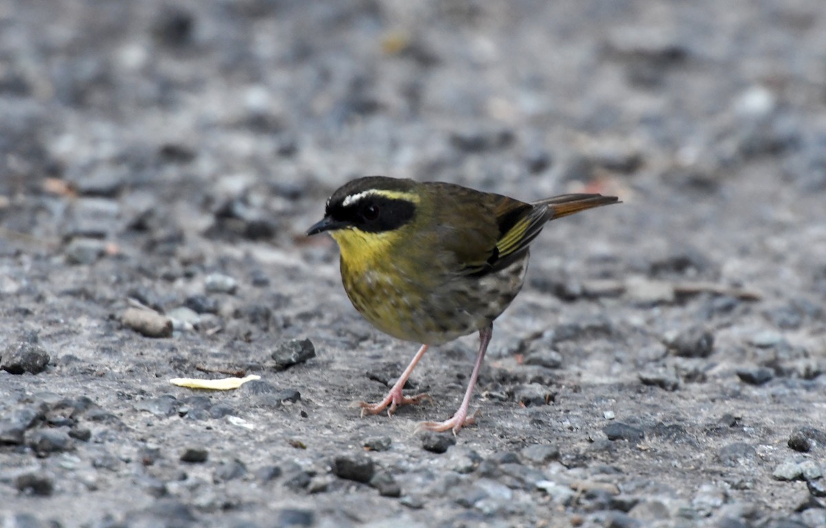 Yellow-throated Scrubwren - ML623294294