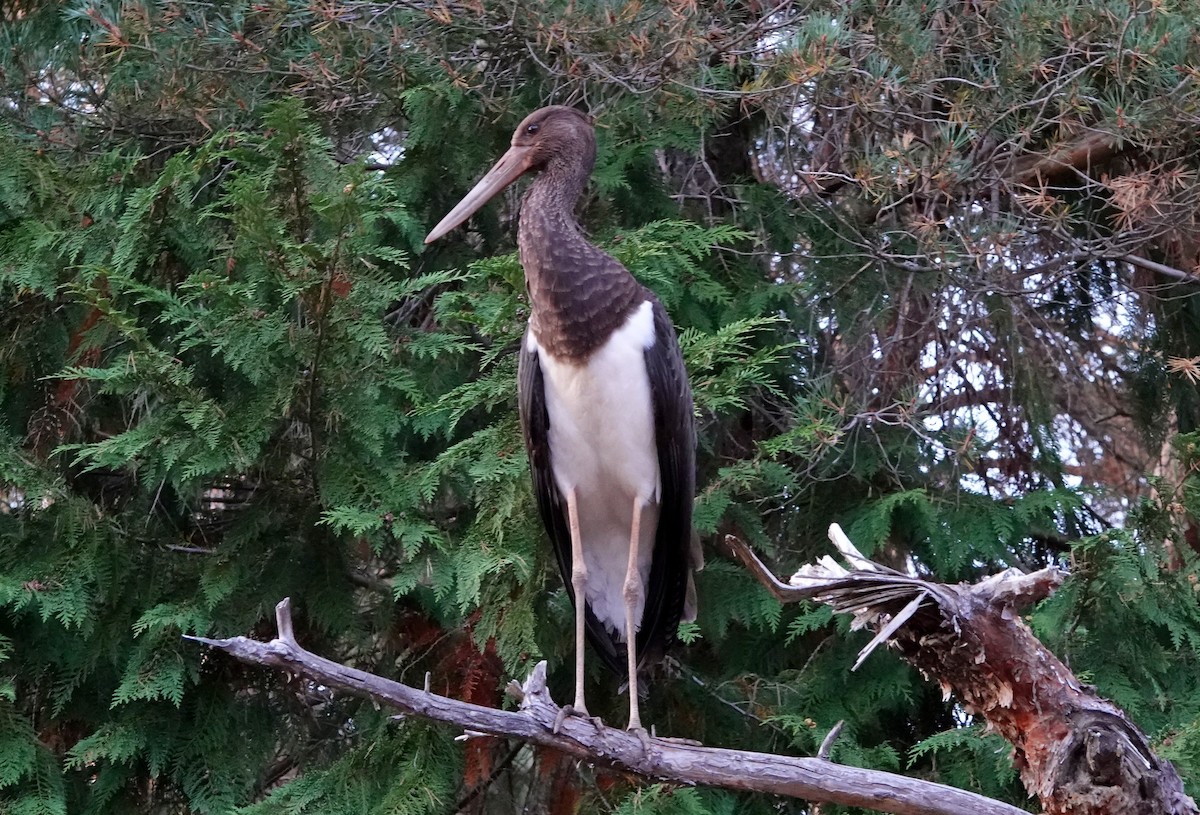 Black Stork - ML623294352