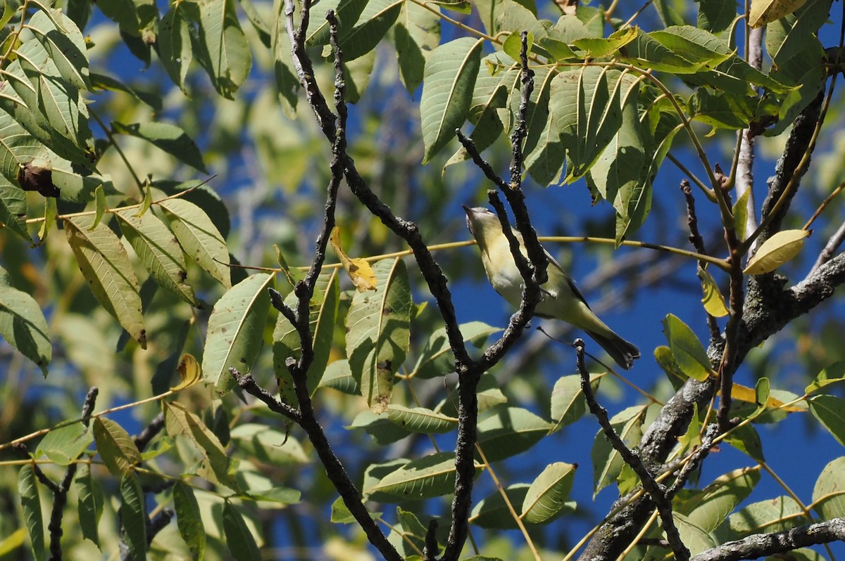 Philadelphia Vireo - ML623294358