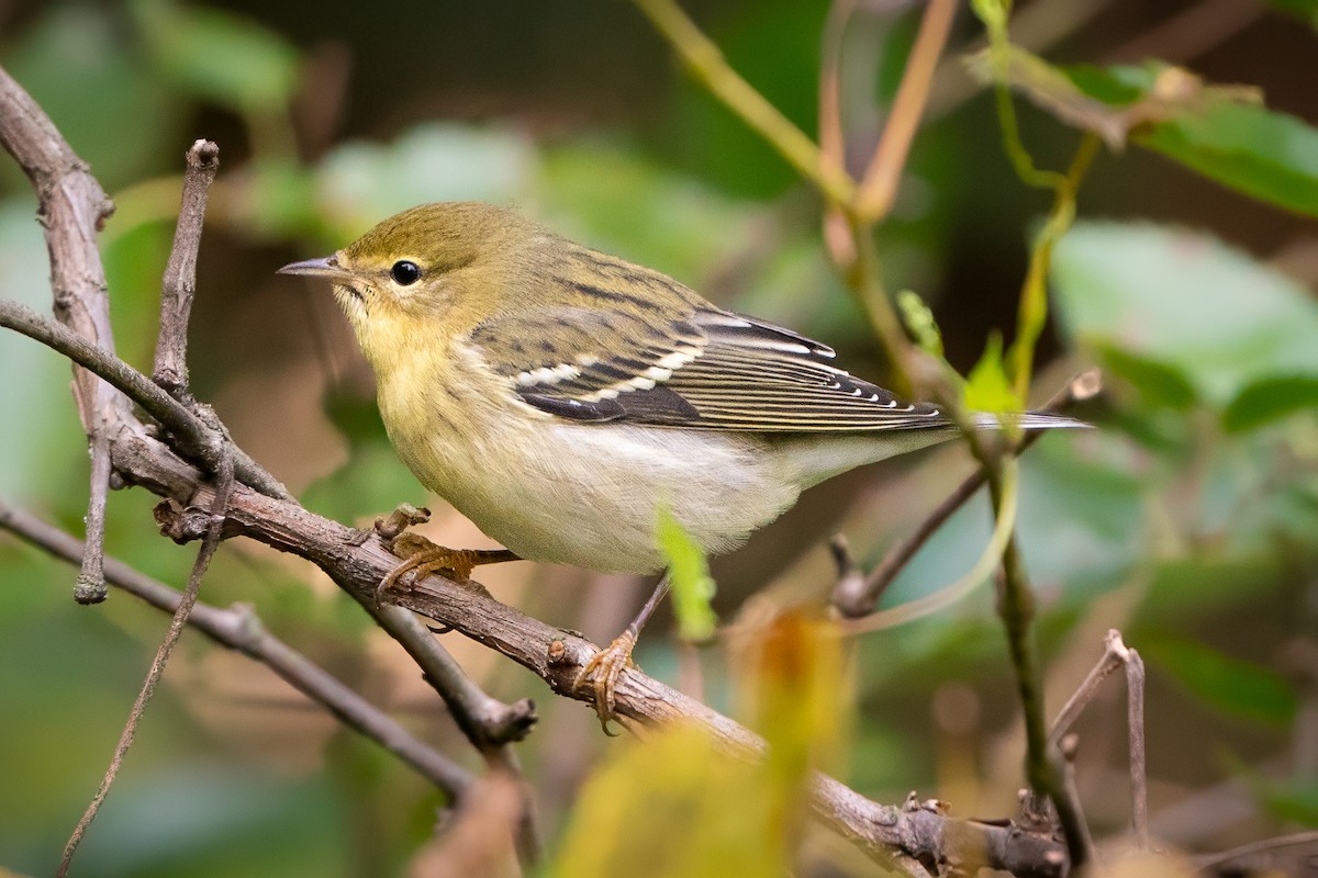 Blackpoll Warbler - ML623294369