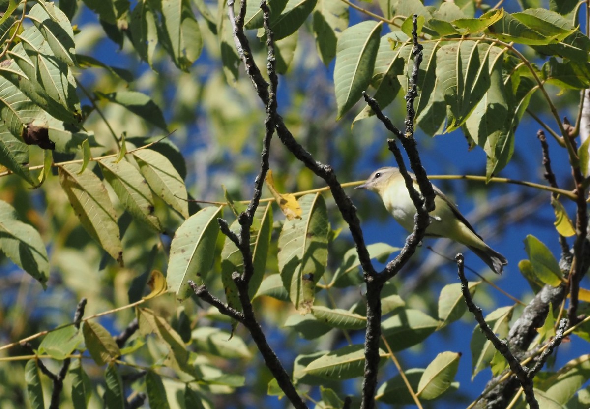 Philadelphia Vireo - ML623294386