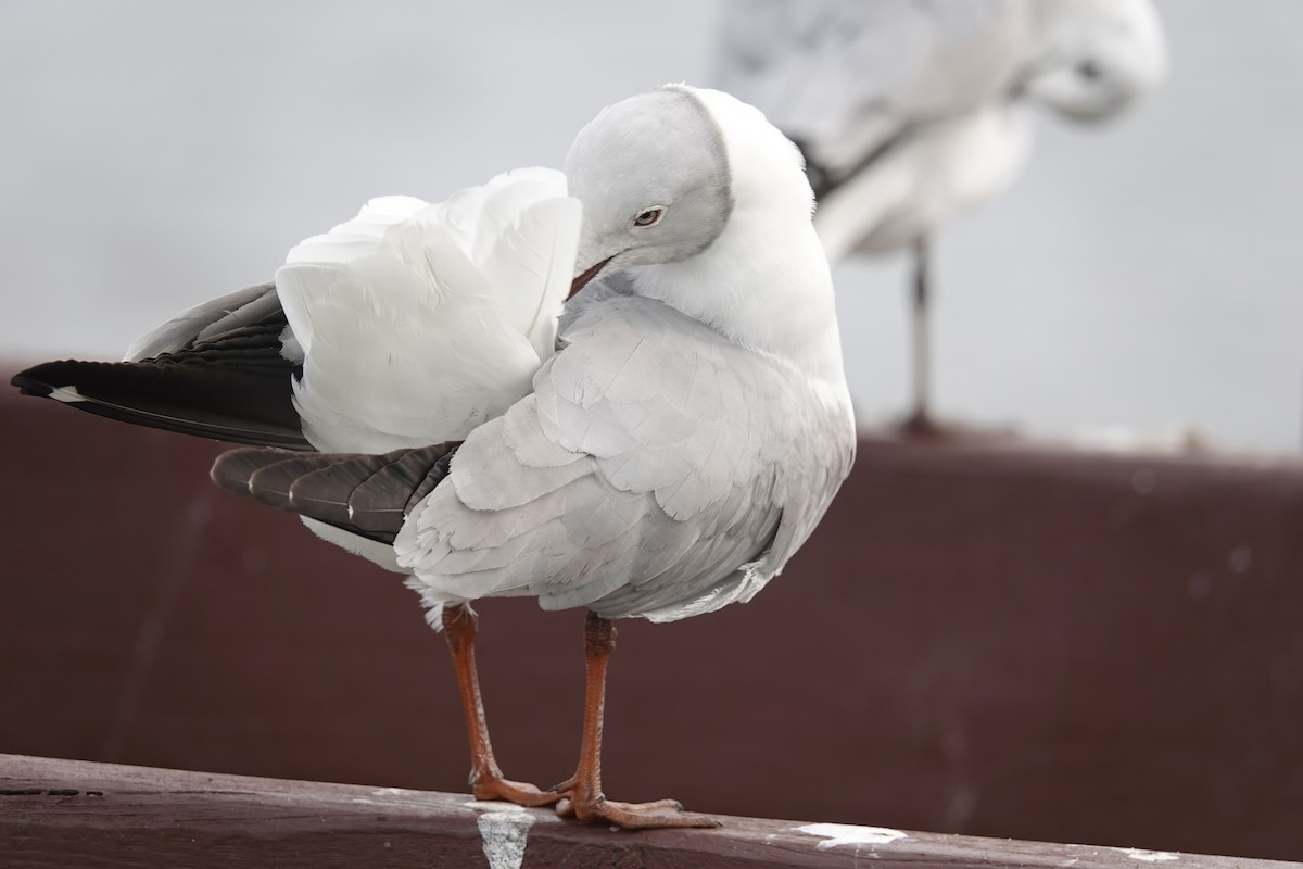 Gray-hooded Gull - ML623294397