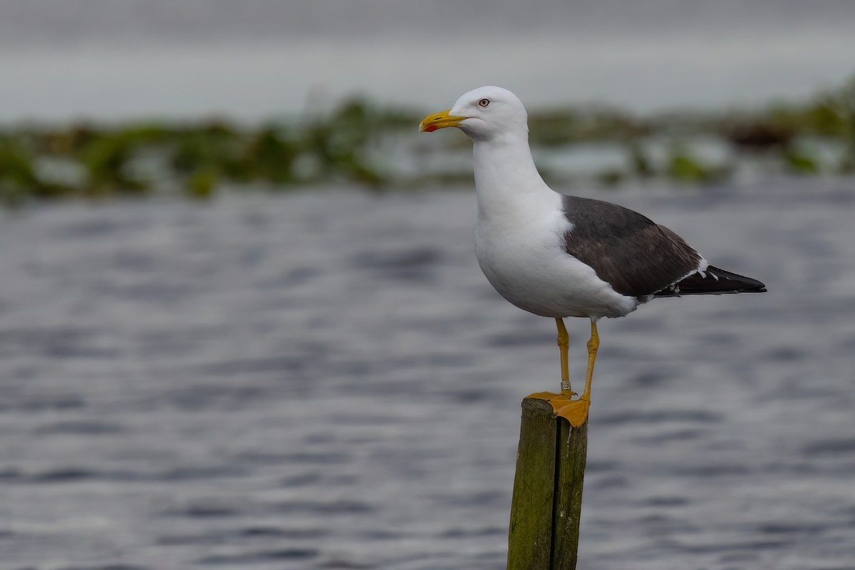 sildemåke (intermedius) - ML623294423