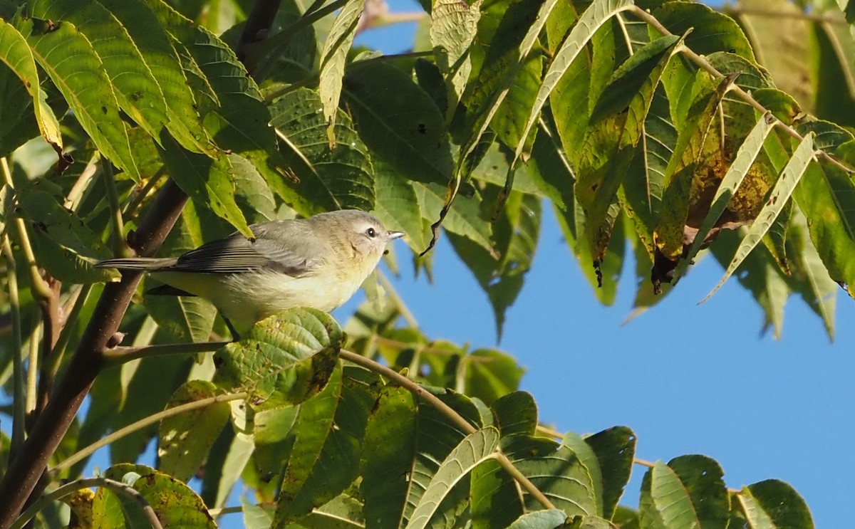 Philadelphia Vireo - ML623294436