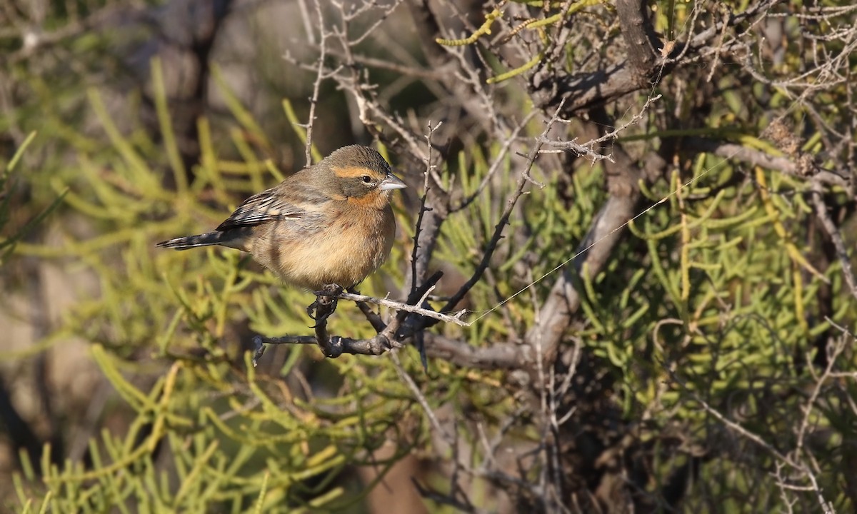 Cinnamon Warbling Finch - ML623294445