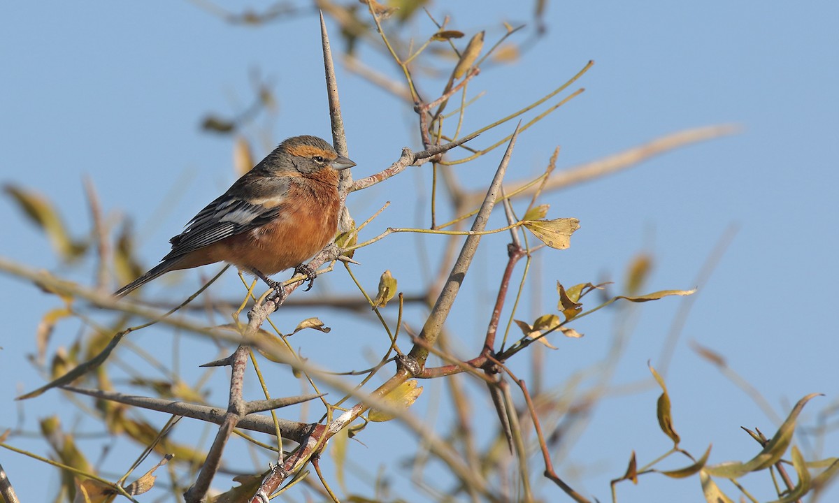 Cinnamon Warbling Finch - ML623294446