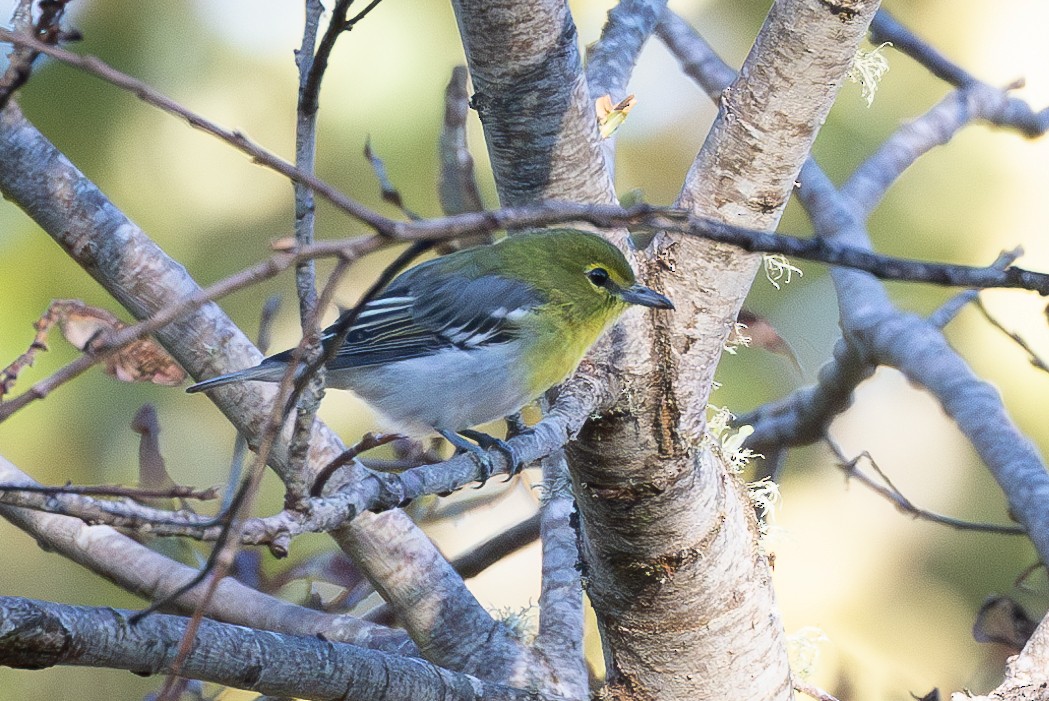 Viréo à gorge jaune - ML623294462