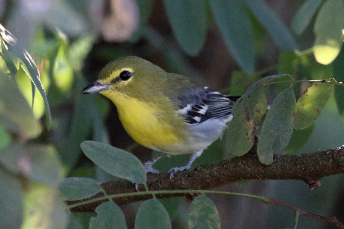 Yellow-throated Vireo - ML623294484