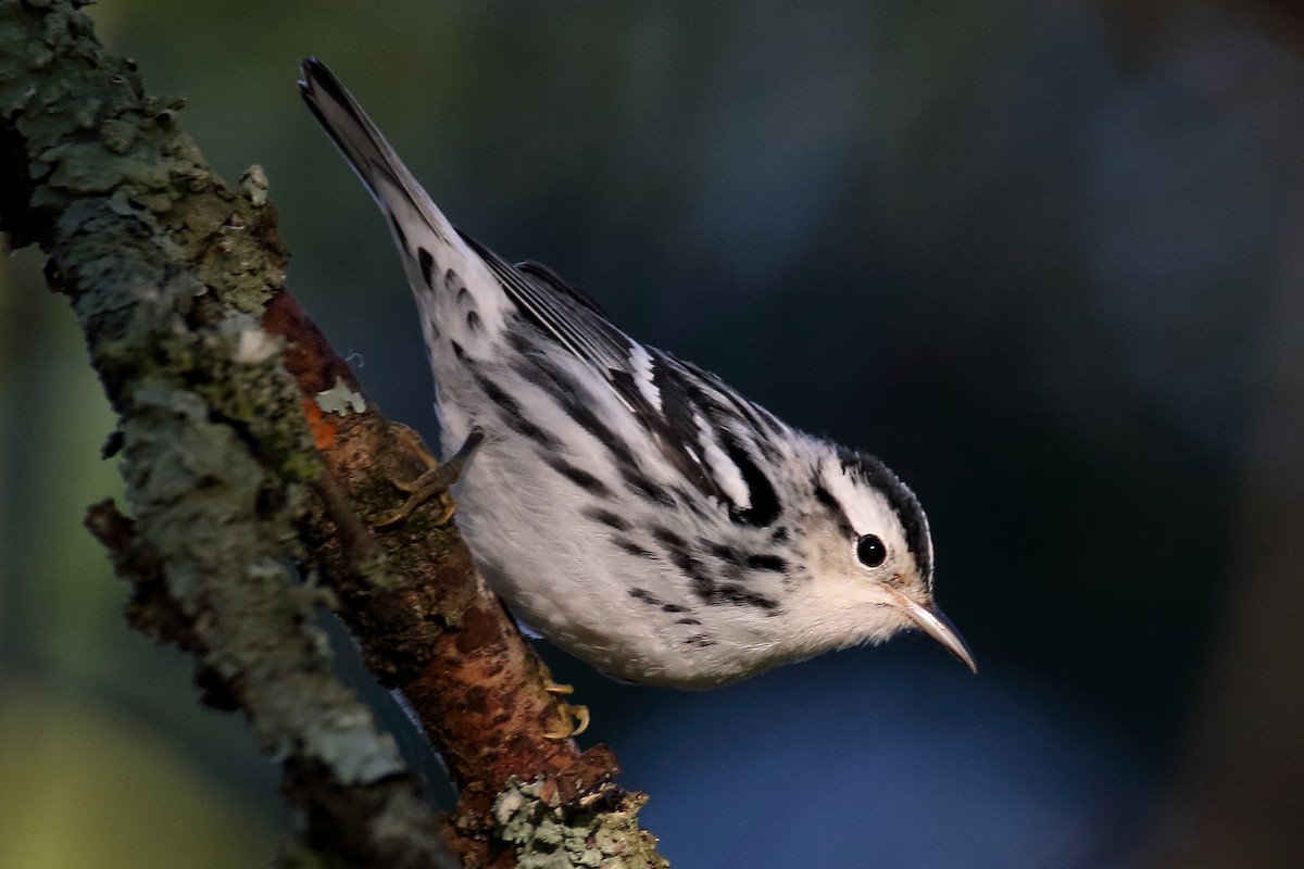 Black-and-white Warbler - ML623294491