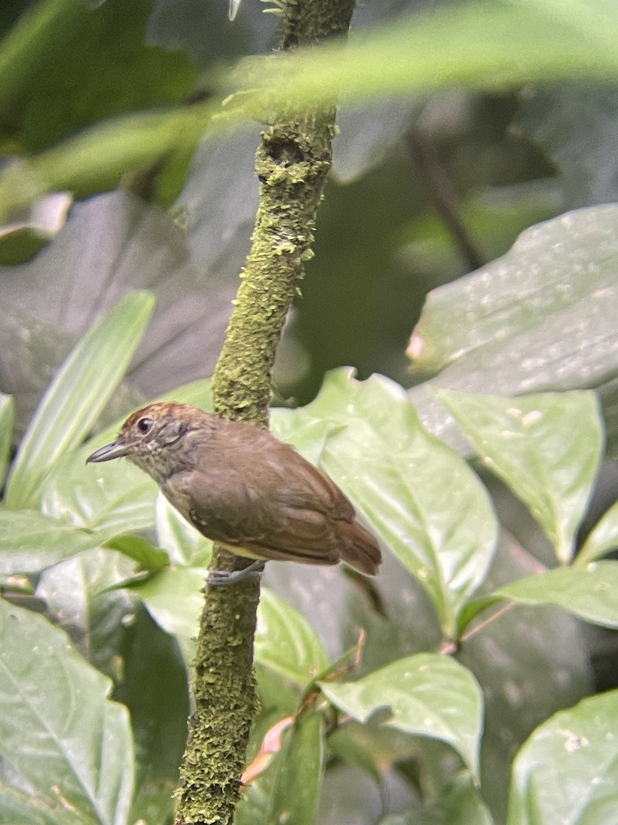 Streak-crowned Antvireo - ML623294492