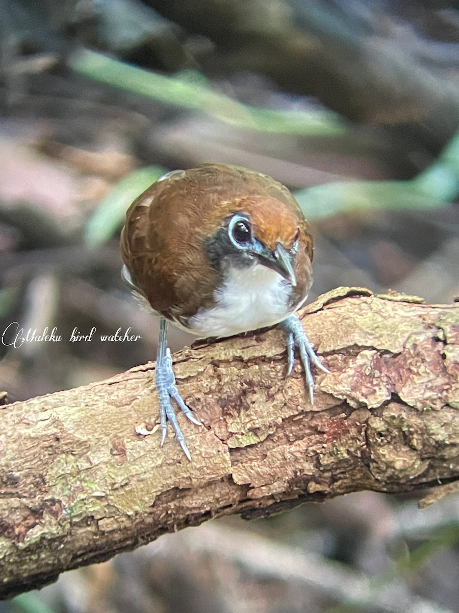 Bicolored Antbird - ML623294502