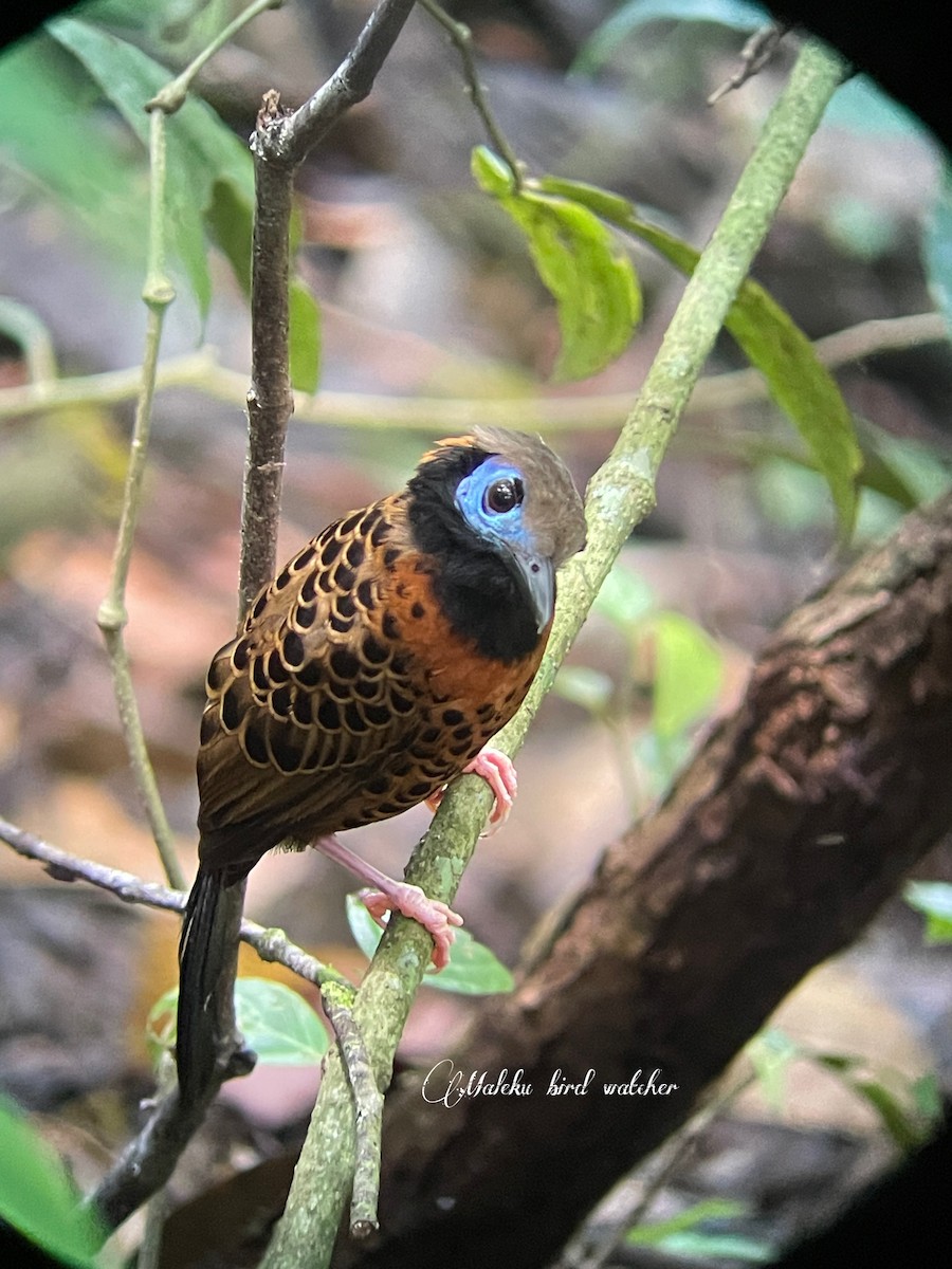 Ocellated Antbird - ML623294512