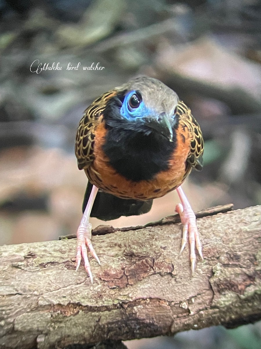 Ocellated Antbird - Reynaldo Álvarez