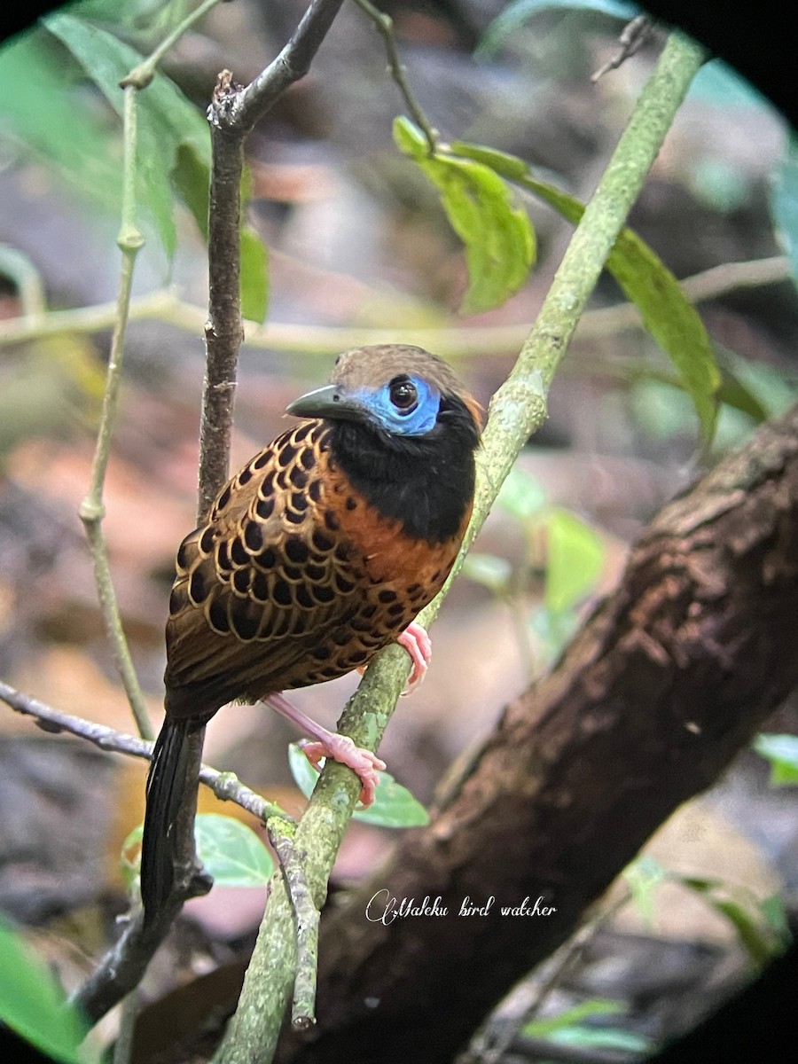 Ocellated Antbird - ML623294514