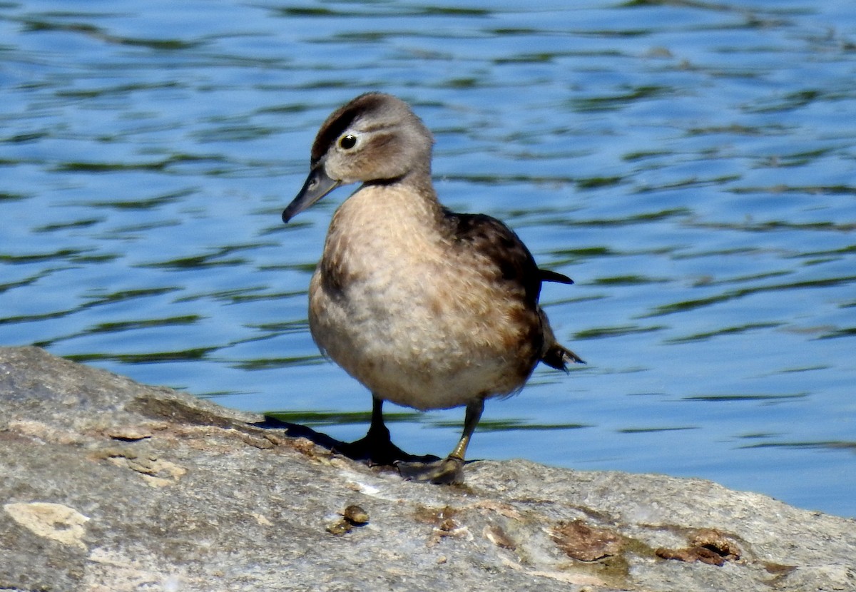 Wood Duck - ML623294569