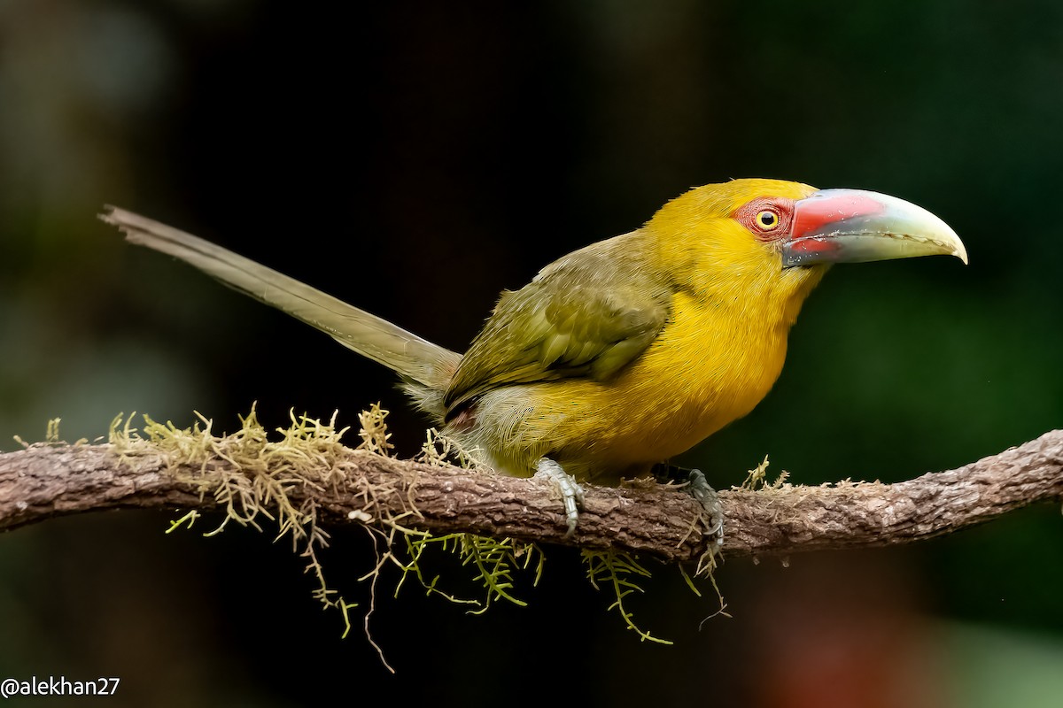 Saffron Toucanet - ML623294570