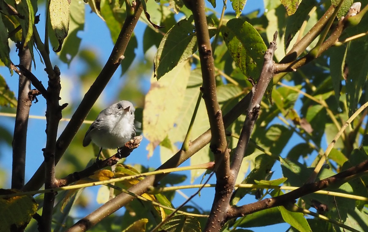 Blue-gray Gnatcatcher - ML623294612