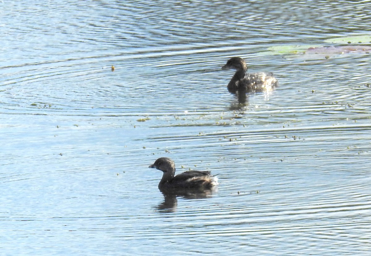 Pied-billed Grebe - ML623294627