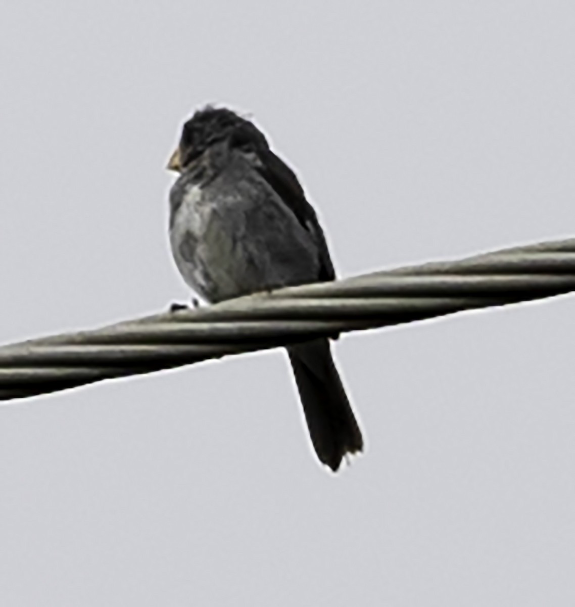 Gray Seedeater - ML623294690