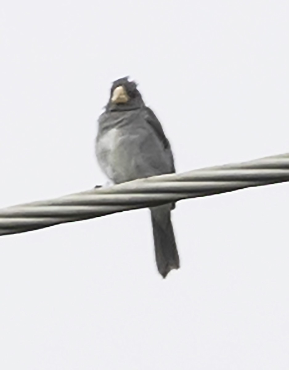 Gray Seedeater - ML623294691