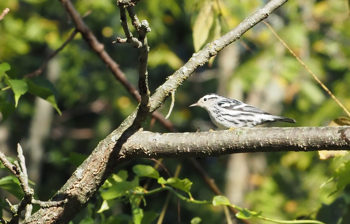 Black-and-white Warbler - ML623294692