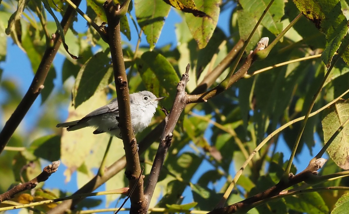 Blue-gray Gnatcatcher - ML623294733