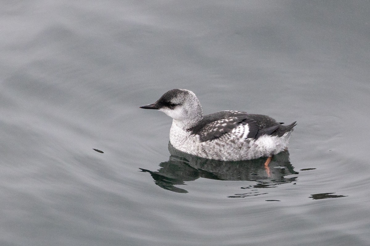 Black Guillemot - ML623294759