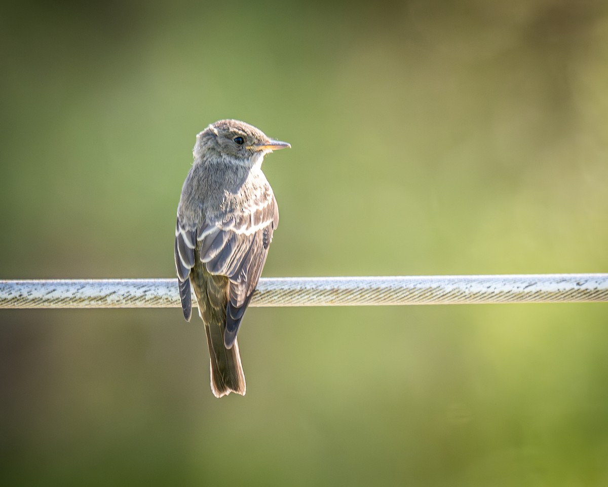 new world flycatcher sp. - ML623294792