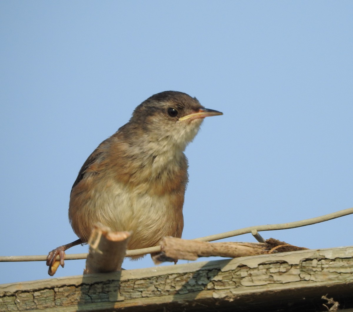 Marsh Wren - ML623294803