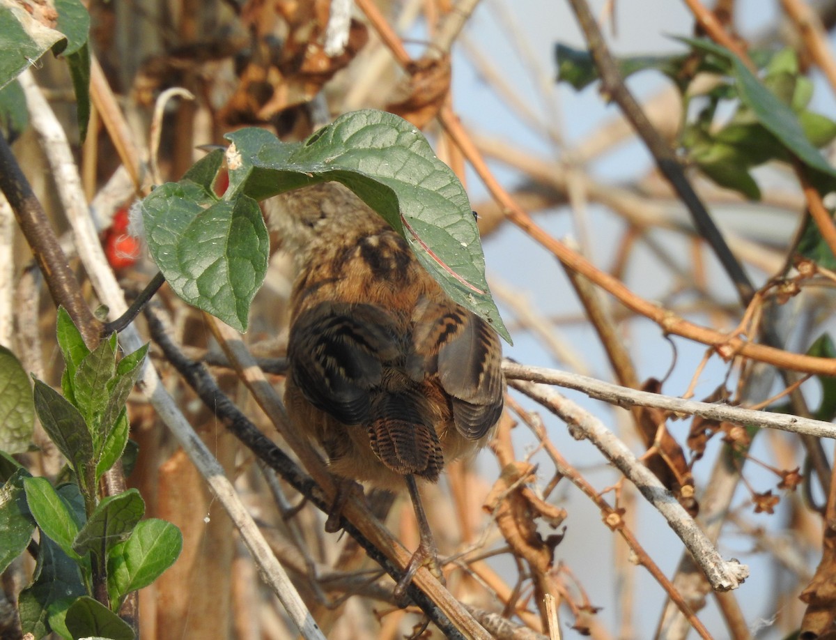 Marsh Wren - ML623294804