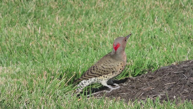 Northern Flicker (Yellow-shafted) - ML623294805