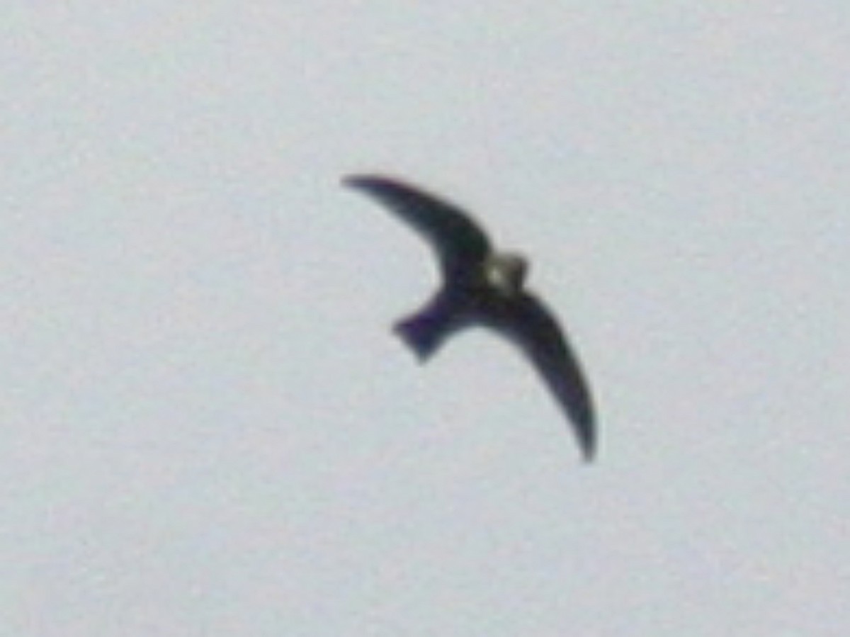 White-chested Swift - ML623294825