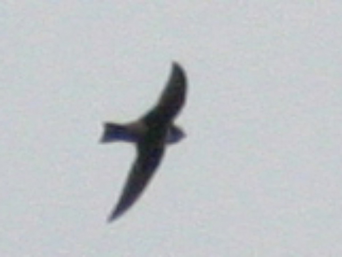 White-chested Swift - ML623294826