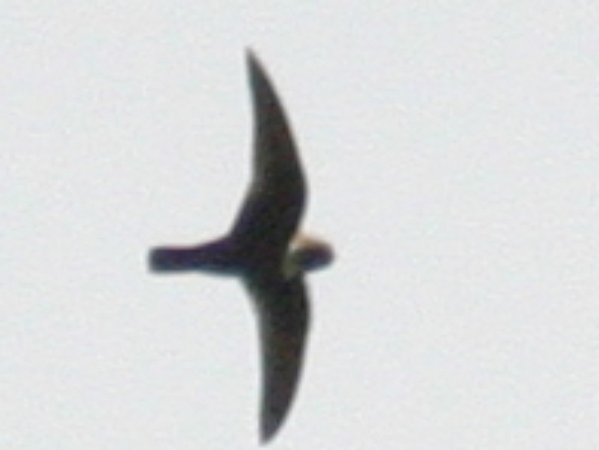 White-chested Swift - ML623294828