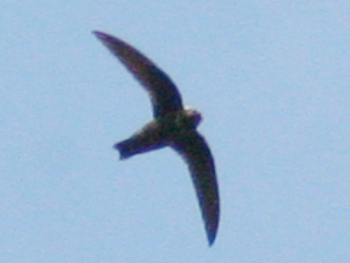 White-chested Swift - ML623294836