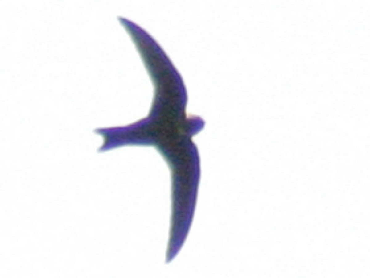White-chested Swift - ML623294843