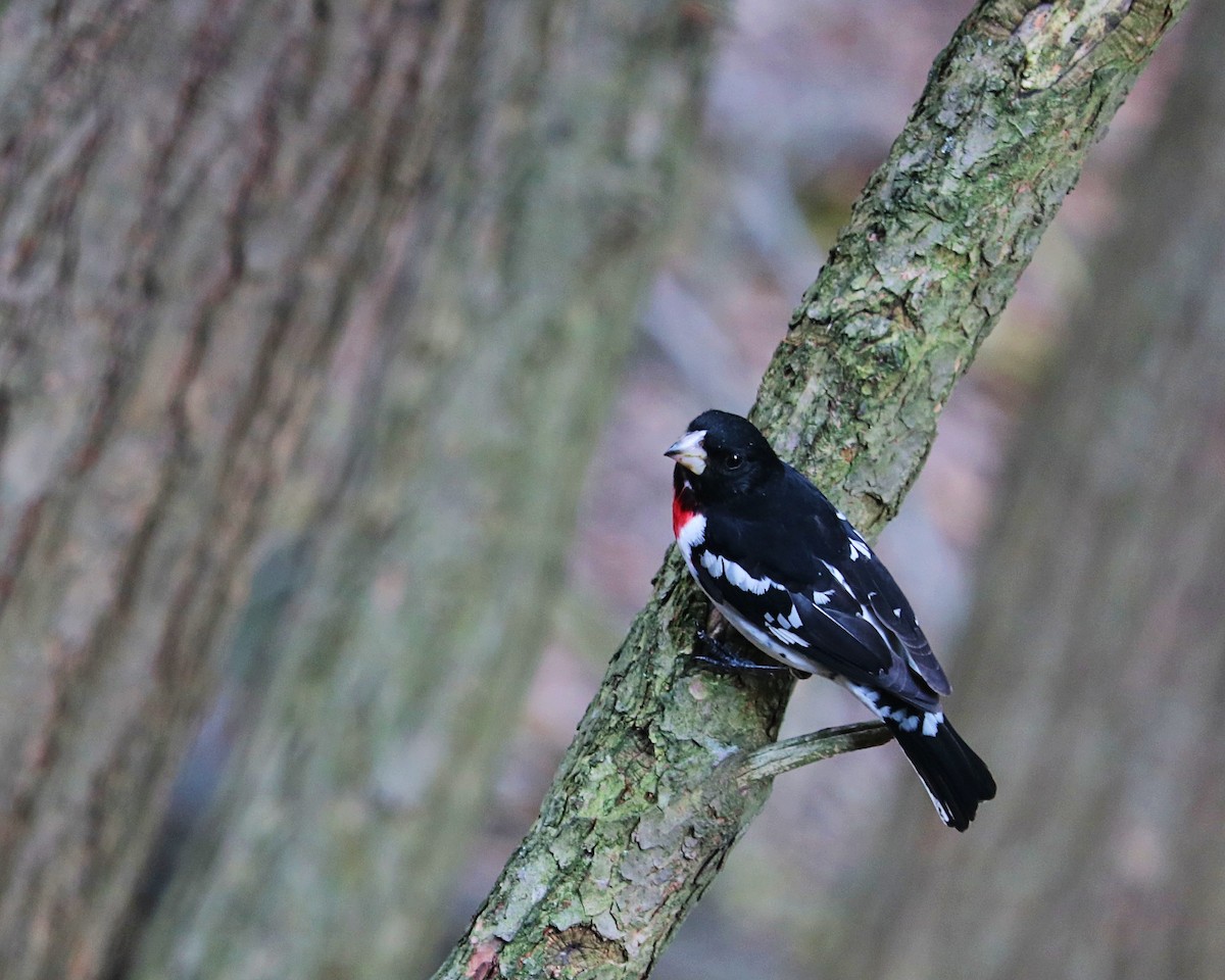 Rose-breasted Grosbeak - ML623294931