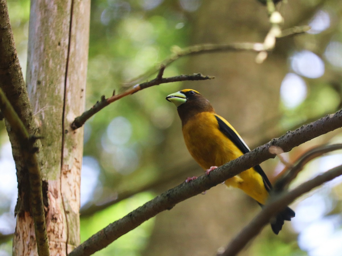 Evening Grosbeak - ML623294949