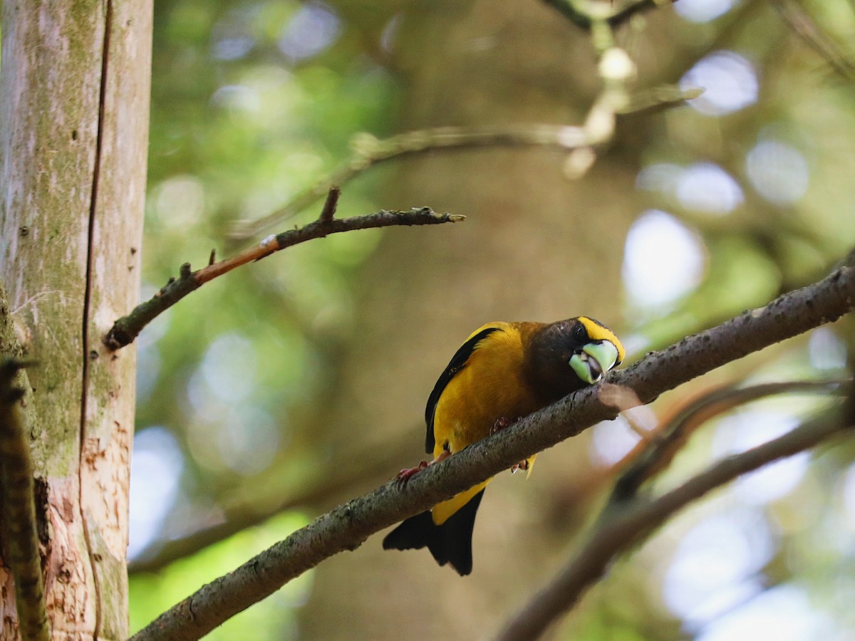 Evening Grosbeak - ML623294950