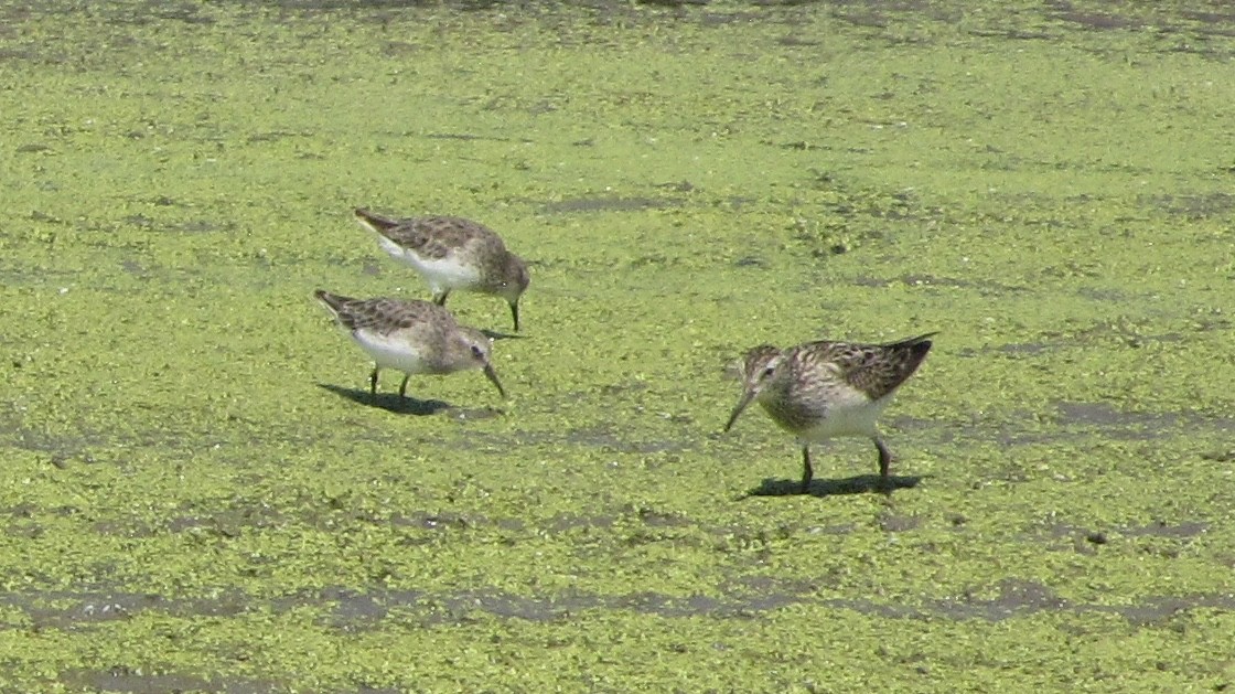 Pectoral Sandpiper - ML623294964