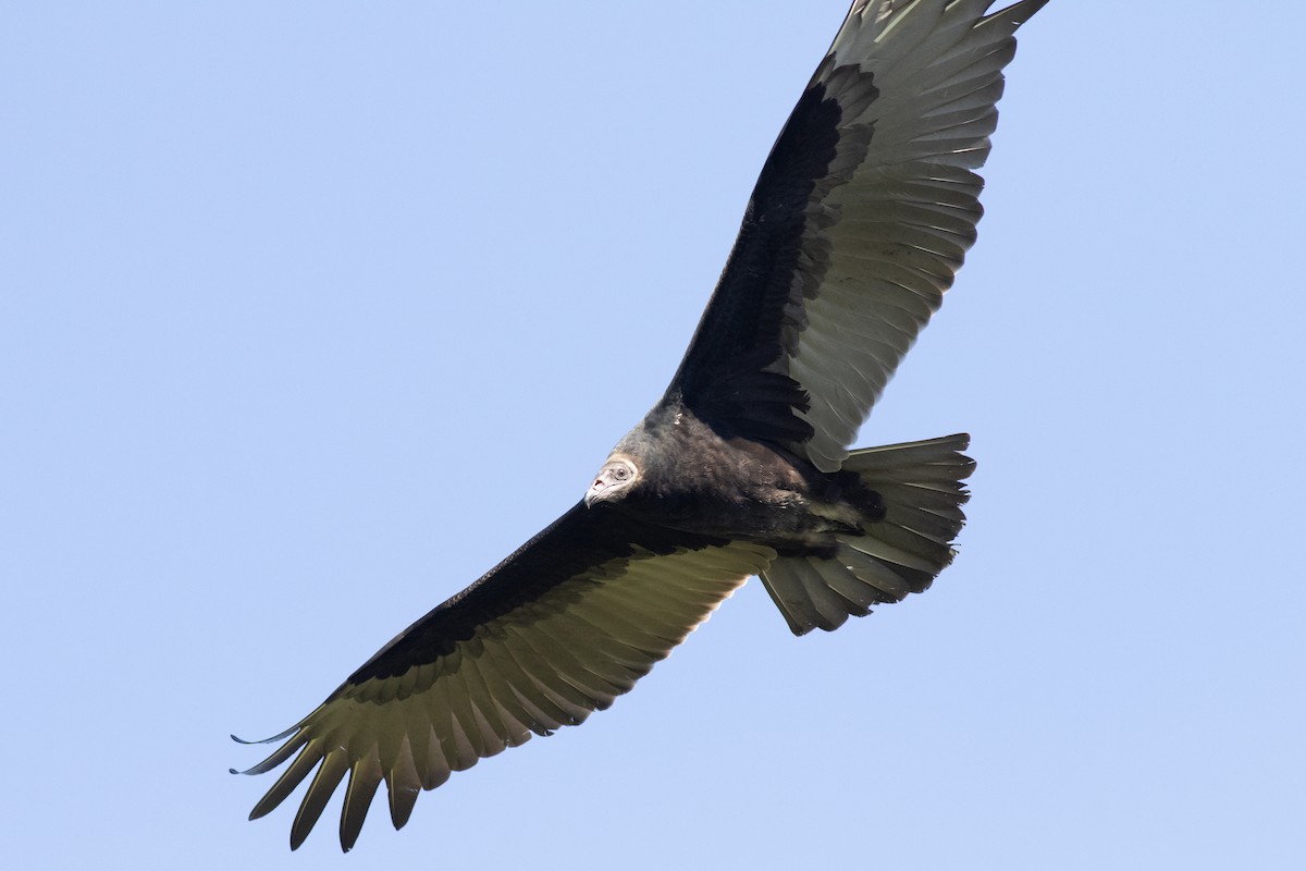 Turkey Vulture - David Brown