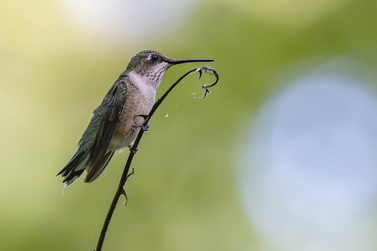 Ruby-throated Hummingbird - ML623294985