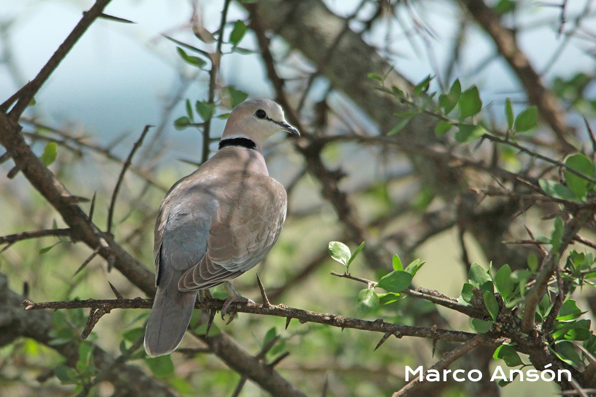 Ring-necked Dove - ML623294990