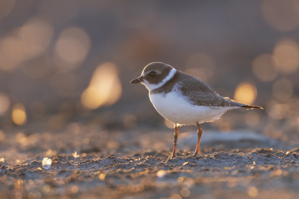 Semipalmated Plover - ML623294991