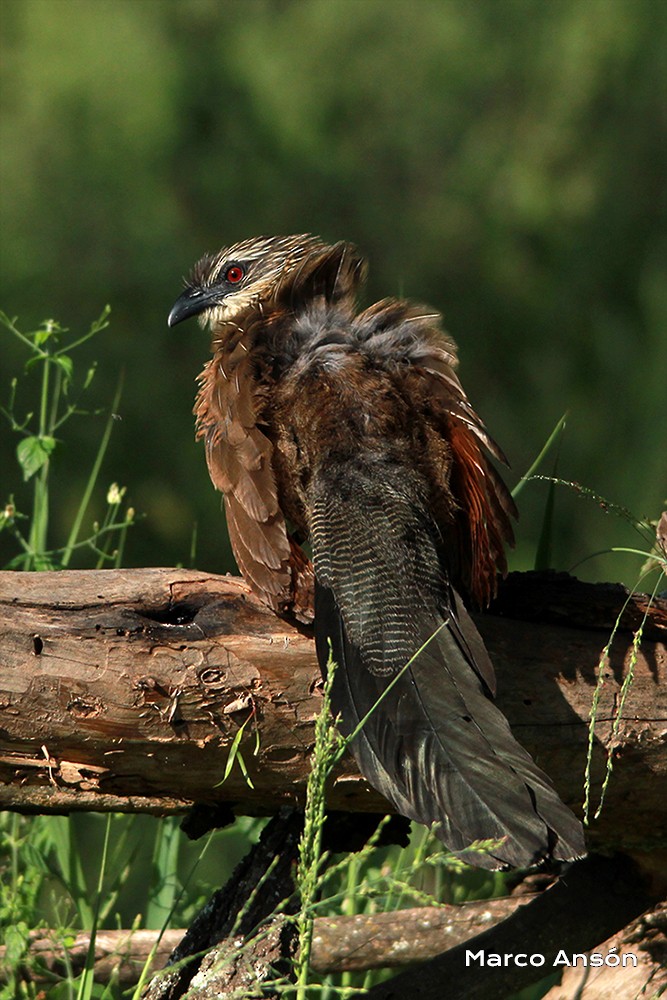 White-browed Coucal - ML623294999